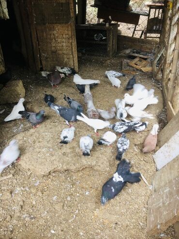 Göyərçinlər: Müxtəlif rənglərə və naxışlara malik ev göyərçinləri mövcuddur. Onlar — 11