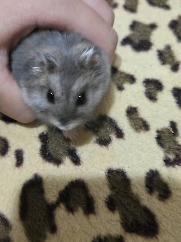 hamster kombat voucher: Хомяк карликовый с комплектом аксессуаров. В комплект входят: - — 1