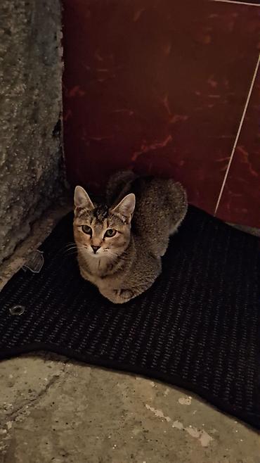 кошко: Кошка даром: Беспородная, 1 год, Девочка, Приучена к лотку — 5