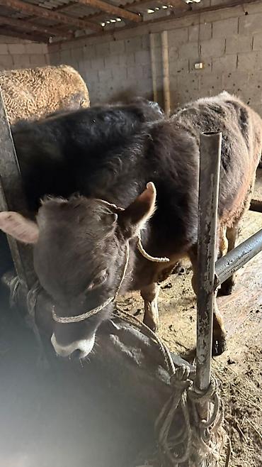 Коровы, быки: Продаю | Бык (самец) — 8