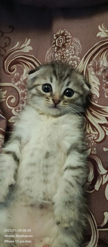 Pişiklər: Şotland yastı qulaq — 5