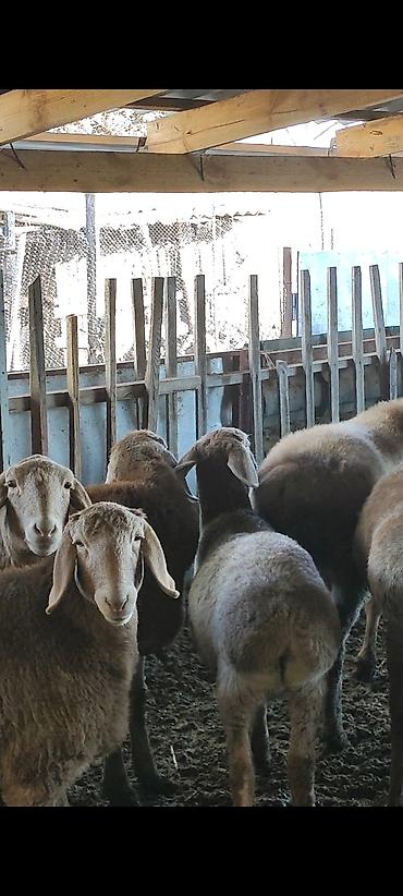 Баран, овца: Продаю | Овца (самка) | Арашан | Для разведения | Ярка — 10