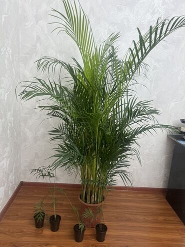 купить водяной насос для полива: Комнатные растения - Пальма арека (Chrysalidocarpus/Areca dypsis) в