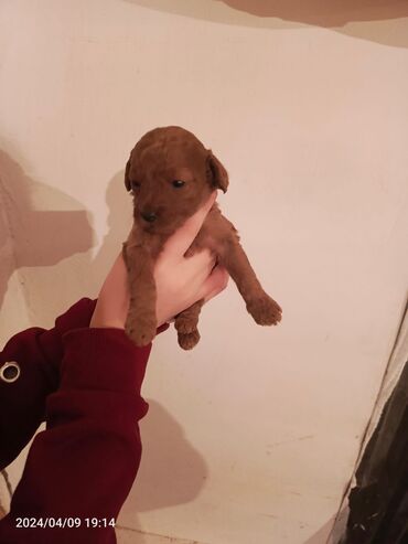 toy terrier: Пудель, 1 месяц, Самец, Самовывоз, Бесплатная доставка, Доставка в районы