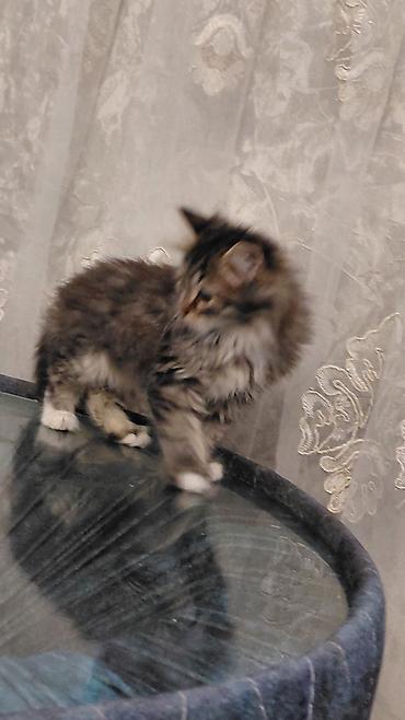 Pişiklər: Tabbi, Dişi, Yaxşı əllərə — 10