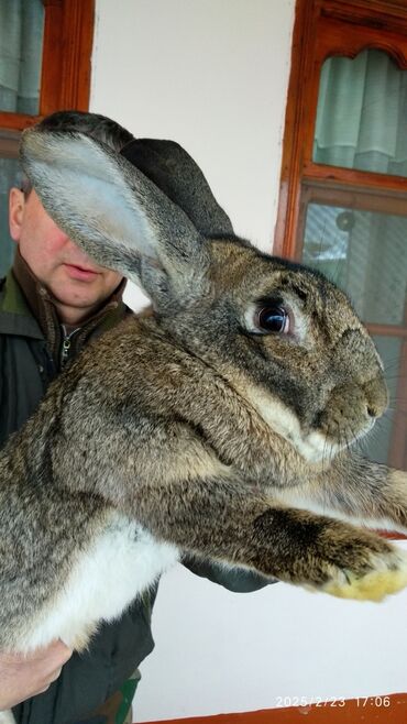 Dovşanlar: Flandr cinsli damazlıq dovşan balaları satılır. Ətlik cinsidir. Təmiz -da lalafo.az — 2 Dovşanlar: Flandr cinsli damazlıq dovşan balaları satılır. Ətlik cinsidir. Təmiz — 2