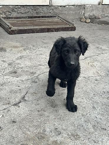 Продажа собак: Тайган, 2 месяца, Самец — 8