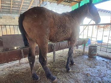 Лошади, кони: Продаю | Кобыла (самка) — 5