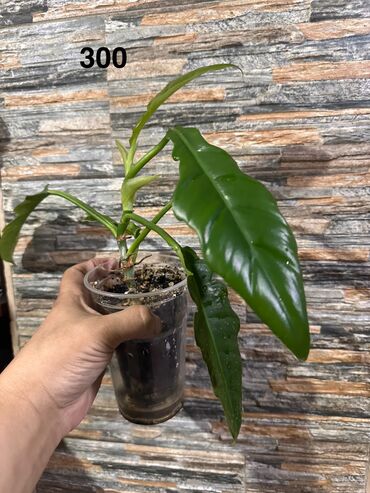 Другие комнатные растения: Комнатные растения — 4