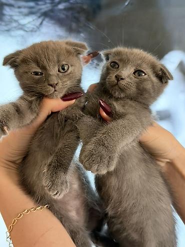 scottish fold: Şotland — 7