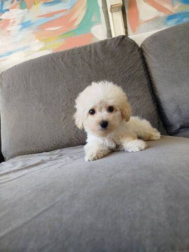 Psi: Bišon pudla štenci Štenci bi-pu, kombinacija bišon-pudla, stari 2 — 20