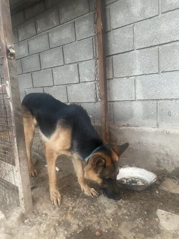 купить домик для собаки: Caucasian Shepherd Dog, 1 жаш, Эркек, Ит тегин тастыктоочу документ