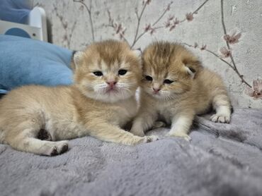 pişik elanları: Qızıl şinşilla, Dişi, Ödənişli çatdırılma