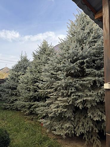 фикус пальма: Ель колючая (голубая ель, Picea pungens ‘Glauca’) — взрослые — 1