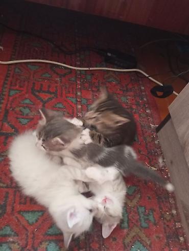 сиамская кошка даром: 2 месяца, Девочка, Приучена к лотку — 1