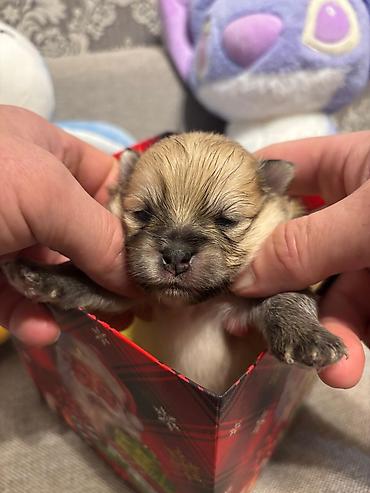 İtlər: Şpitz, 1 ay, Ünvandan götürmə — 4