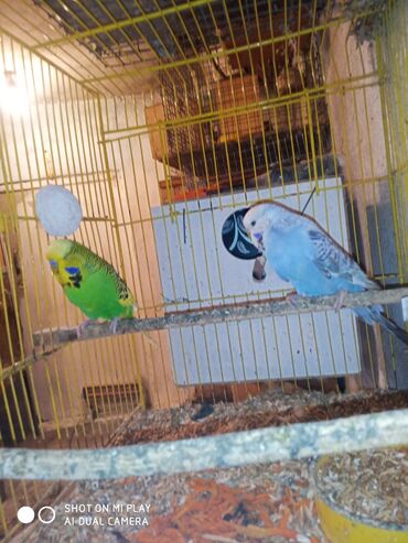 Digər quşlar: Çex cütler satılır papuqaylar təmiz qan vıstıvıcnıy vıstıvka sərgi — 3