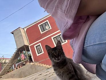 boz pisik: Tabbi, Erkək, Dişi, Yaxşı əllərə, Ünvandan götürmə, Pulsuz çatdırılma — 2