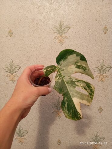 monstera bitkisi: Monstera Albo varieqat Tayland sortu.Yalnız real alıcılar yazsın!