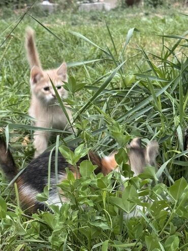 Продажа кошек: Очаровательный котенок с мягкой шерстью и любознательным взглядом — 8