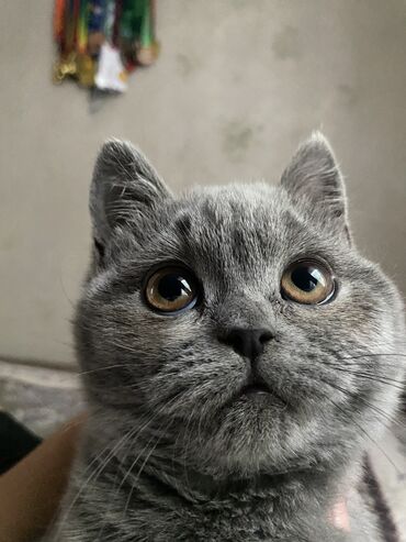 Продажа кошек: Британская короткошёрстная, 5 месяцев, Девочка, Серый, Приучена к лотку