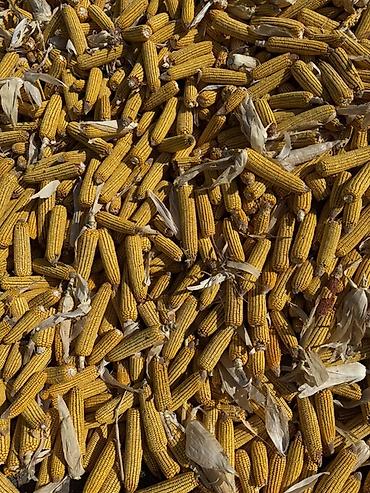 яровой ячмень: УРОЖАЙ 2026 ГОДА ❕ Кукуруза кормовая в початках🌽 Сорт «Торро» 🌽 Цена — 2