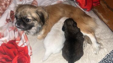 той пудель цена: Pekines
