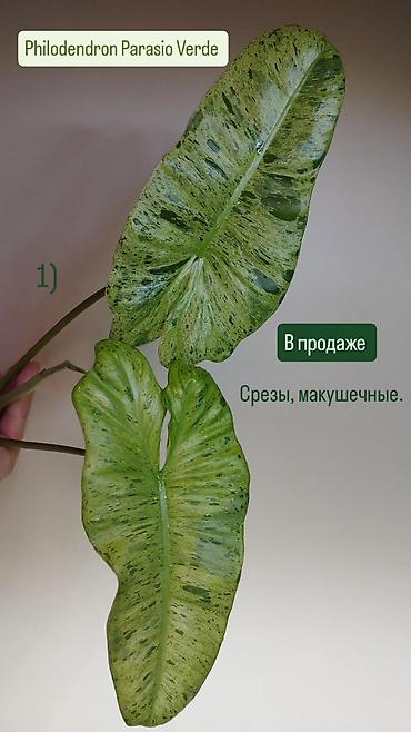 Хойи: Приветствую всех дорогие ❇️

в продаже 🌿 — 5