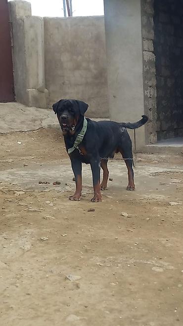 İtlər: Rotveyler, 2 ay, Erkək, Peyvəndli, Ünvandan götürmə -da lalafo.az — 11 İtlər: Rotveyler, 2 ay, Erkək, Peyvəndli, Ünvandan götürmə — 11