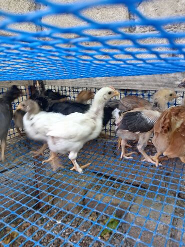 cuceye verilen adlar: Bir ayliq cucelere 2.50 saglam heyvanlardi unva neftcala rayonu