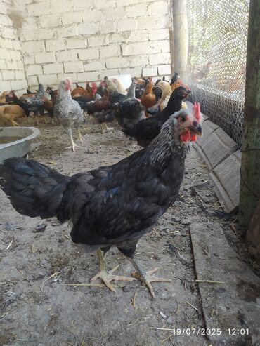 hündüşqa satışı: Ətlik və damazlıq kənd çolpalarının satışı fərə-9m Xoruz 14,15 m lalafo.az -da hündüşqa satışı: Ətlik və damazlıq kənd çolpalarının satışı fərə-9m Xoruz 14,15 m