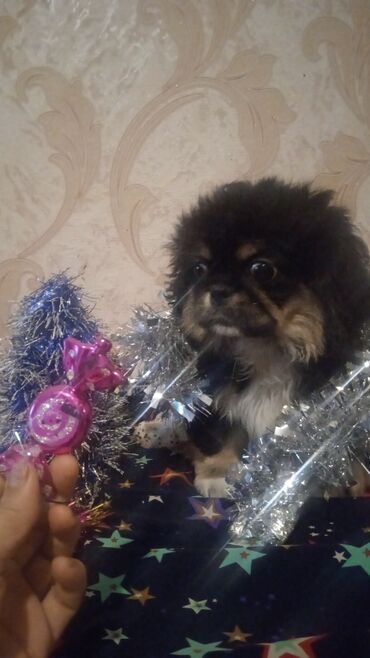 balaca şirin itler: Pekines, 3 ay, Erkek, Ünvandan götürmə