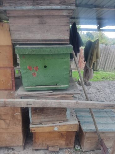 Tinglər: 6 ədəd boş arı sandilaridir pul lazim olduqu ucun cox teecili satiram