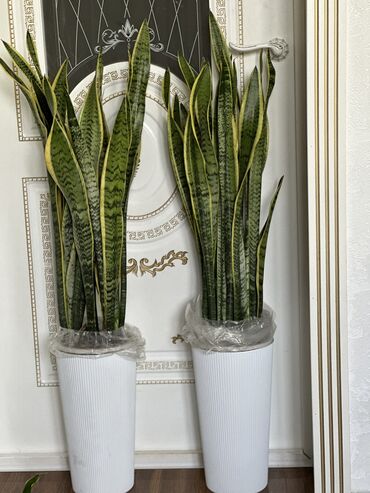 Другие комнатные растения: Комнатные цветы at lalafo.kg — 7 Другие комнатные растения: Комнатные цветы — 7