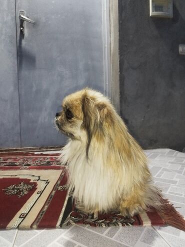 Pekines, 1 il, Erkek, Peyvəndli, Ödənişli çatdırılma, Ünvandan götürmə