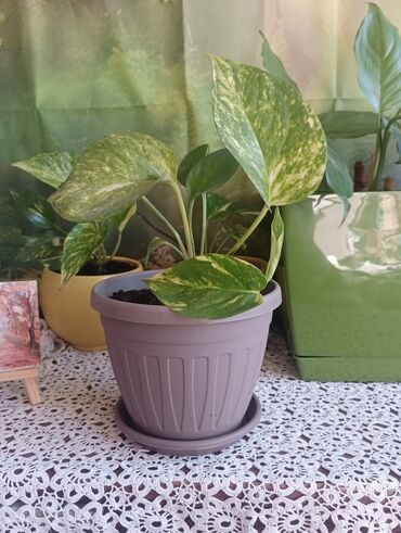 Aloja: Aloja u saksiji prečnika 15cm - 300 din Aloja u saksiji prečnika 19cm — 7