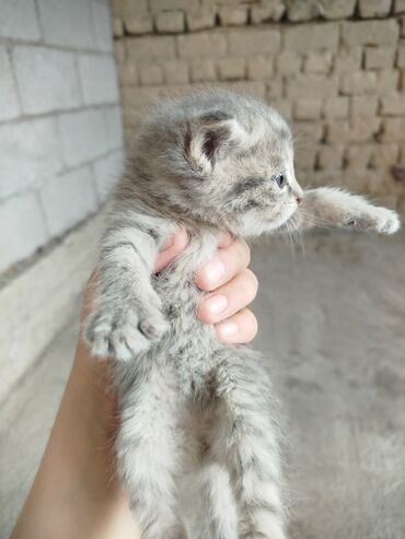 сколько стоит шотландская вислоухая кошка: Серый котёнок с голубыми глазами. Описание: - Возраст визуально