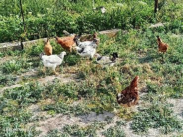 Toyuqlar: 11ədəd kənd cücələri.dermansiz böyüdülmüş.3ay10gunlukdu.etraflu — 8