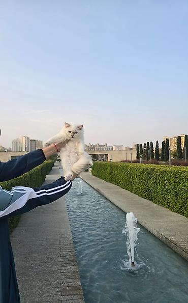 pisik aliram: Şotland uzun tüklü, Dişi, Yaxşı əllərə, Ünvandan götürmə, Pulsuz çatdırılma, Ödənişli çatdırılma — 2