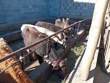 Продам с/х животных: Продаю | Бык (самец) | Швицкая | На откорм — 2