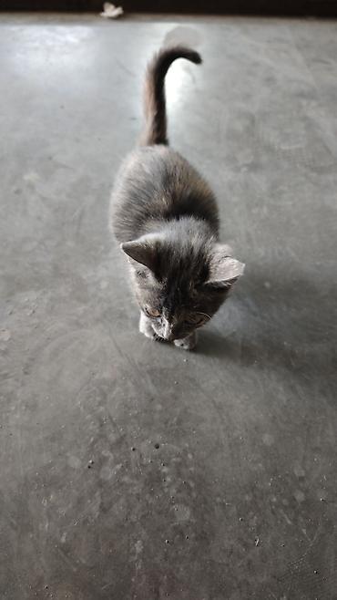 отдам даром котенка бишкек: Кошка даром: Беспородная, 1 месяц, Девочка — 5