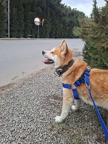 Akita-inu, 1 il, Erkək, Peyvəndli, Ödənişli çatdırılma