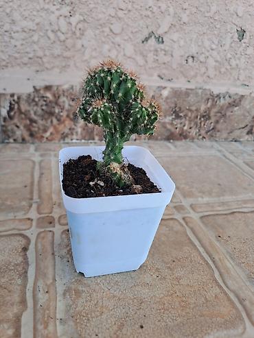 xoruz otu bitkisi: Mini kaktus – çoxgövdəli, tikanlı, dekorativ sukulent. - Qab: kvadrat — 3