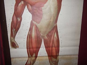 decije cebe: Anterior musculus veliki poster prednje musculature coveka ne — 7