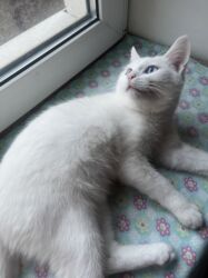 шпицы бишкек: Кошка даром: Беспородная, 6 месяцев, Мальчик, Приучена к лотку, Проглистована