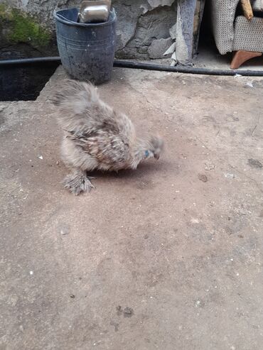 Toyuqlar: Toyuq, Damazlıq, Ödənişli çatdırılma -da lalafo.az — 2 Toyuqlar: Toyuq, Damazlıq, Ödənişli çatdırılma — 2