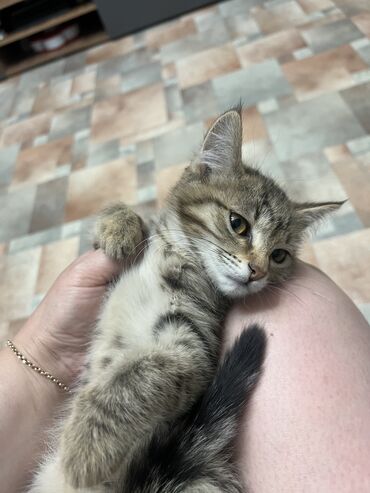 американская короткошёрстная кошка: Мышык бекер берилет: Породасыз, 3 айлык, Ургаачы, Лотокко барууга үйрөтүлгөн, Курттардан тазаланган