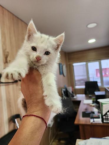 Кошки: Котята, помет разноцветный: - Окрас: рыжий длинношерстный, рыжий — 5