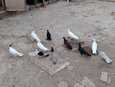 Balıqlar: Quslar hamisi satilir 5manatdan real alici zeng etsin vatsapda yazsin