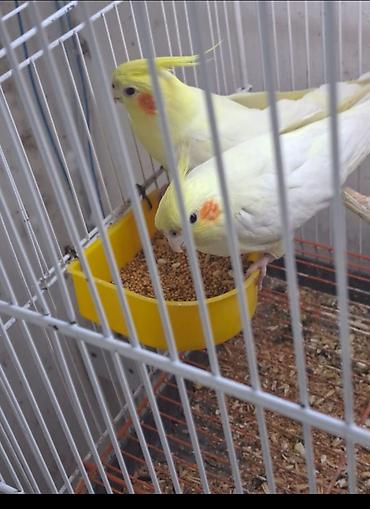 zoo park: Dansdirmaq ucun saglam korella satilir hamsi agdi isdeyen elyen elaqe — 3